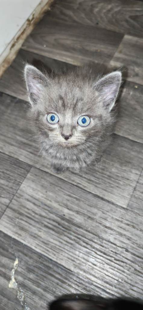 Russian Blue Kittens 