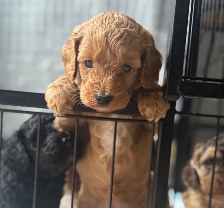Last f1b toy Cockapoo female left
