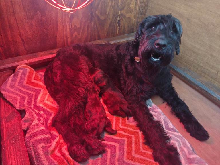 Giant Schnauzer Puppies - IKC Champion Bloodlines