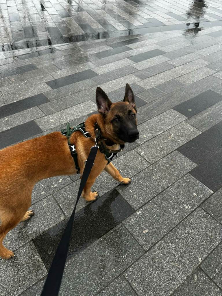 Belgian x dutch shepard