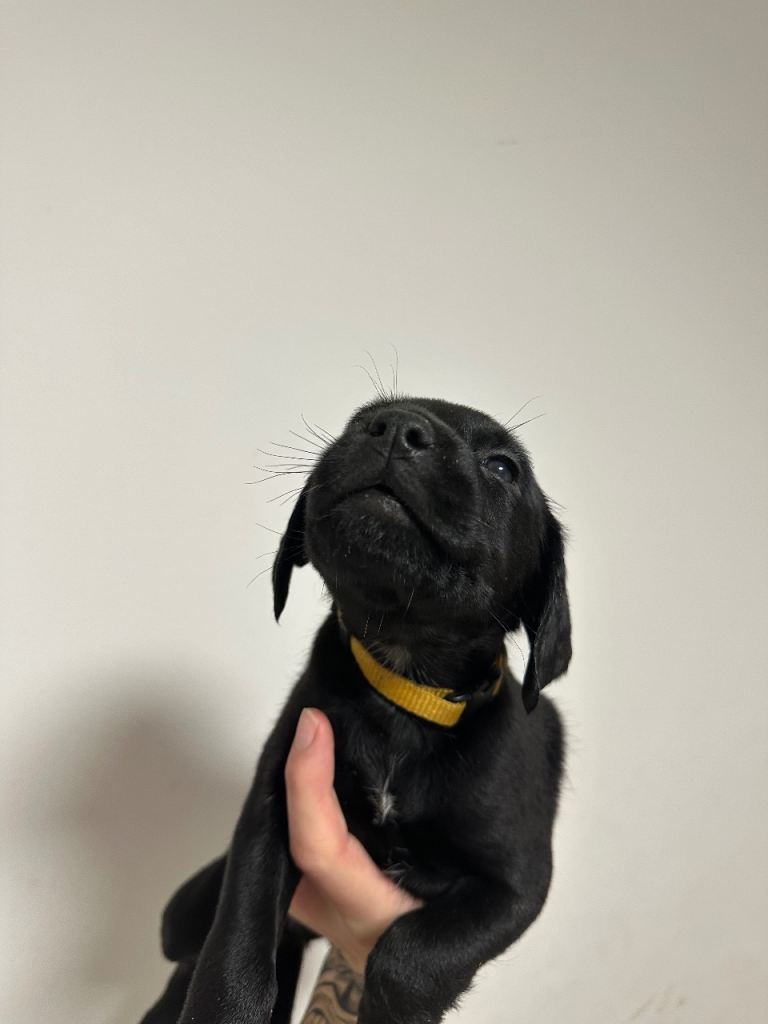 Cocker spaniel X Rottweiler 