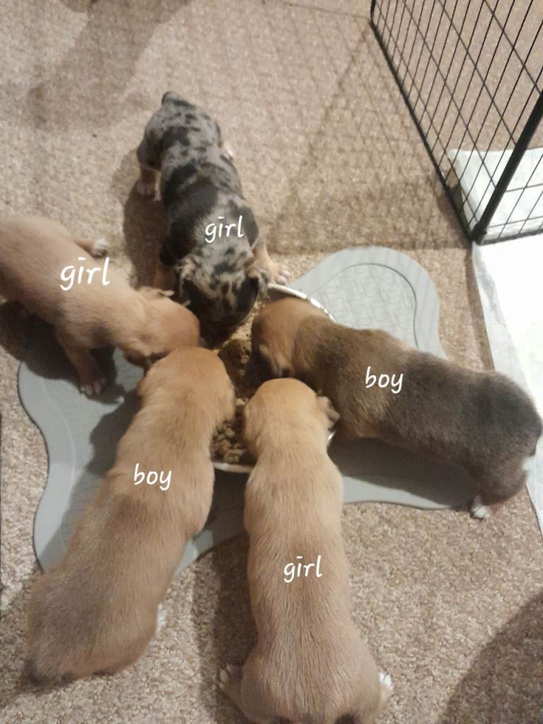 5 puppies for sale