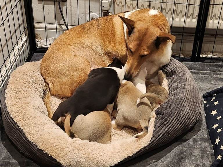 Male smooth collie puppies - 2 sable, 1 tricolour