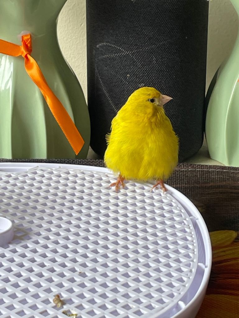 Canary 