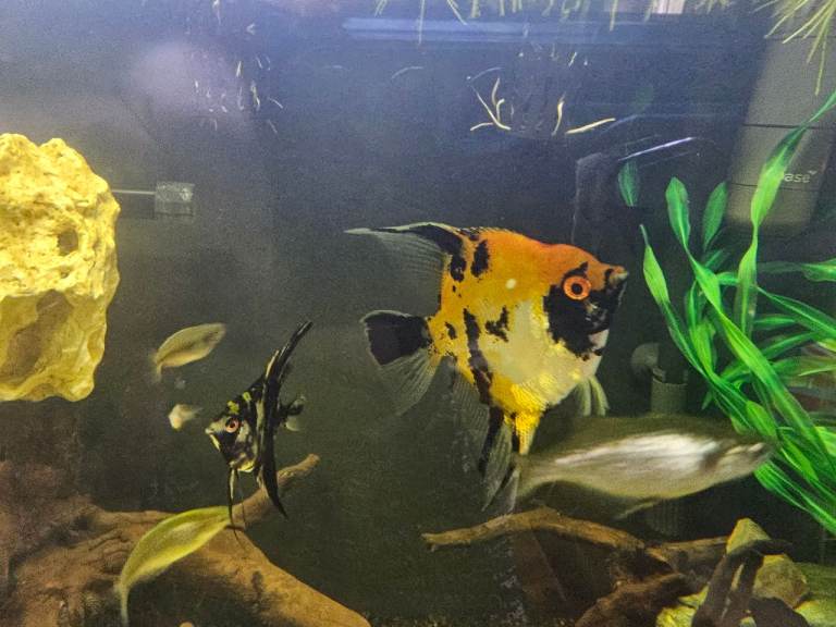 3x large(10cm) Angelfish