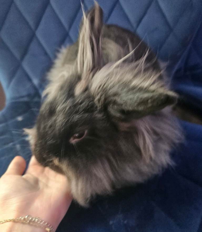 Mini Double-Maned Lionhead rabbits