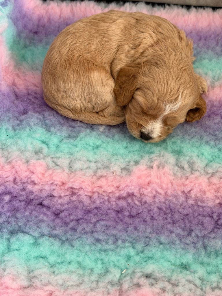Cockapoo 