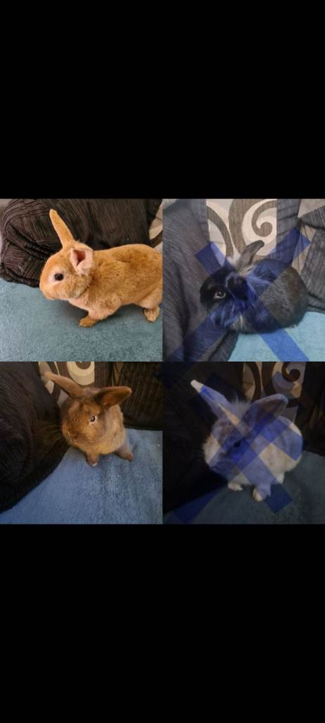 Mini rex x lion head-2males left