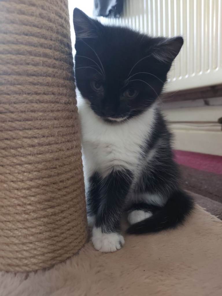 Gorgeous kittens ready now 