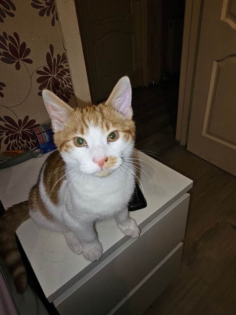 Kitten for sale
