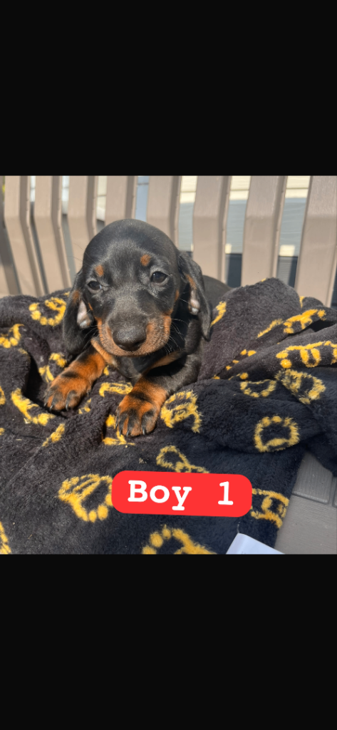 Dachshunds