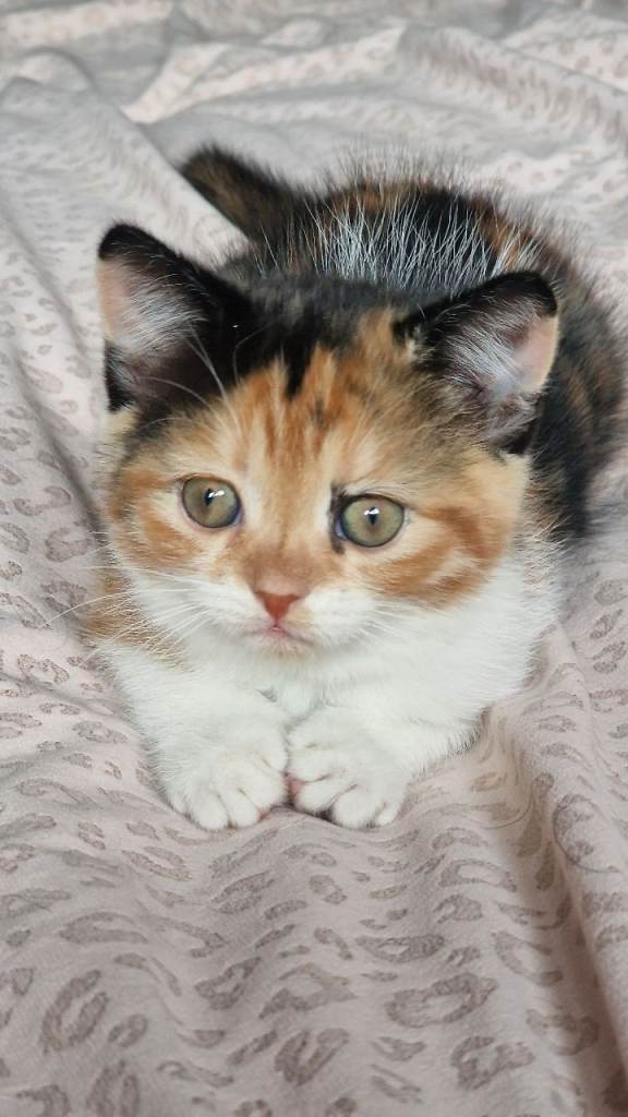 Beautiful exotic x kittens ready now 