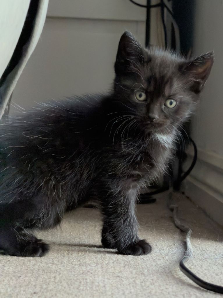 Kittens for sale 