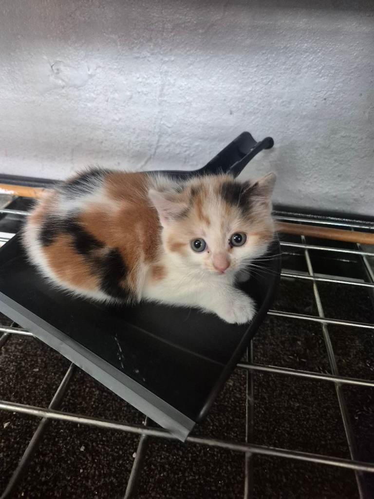 Cute kittens