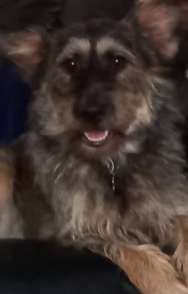 2 year old german shepheard cross