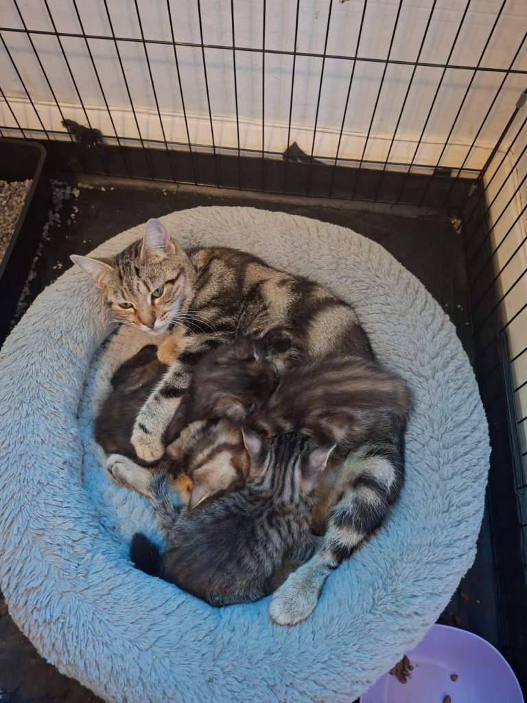 Pure Tabby stunning healthy kittens 