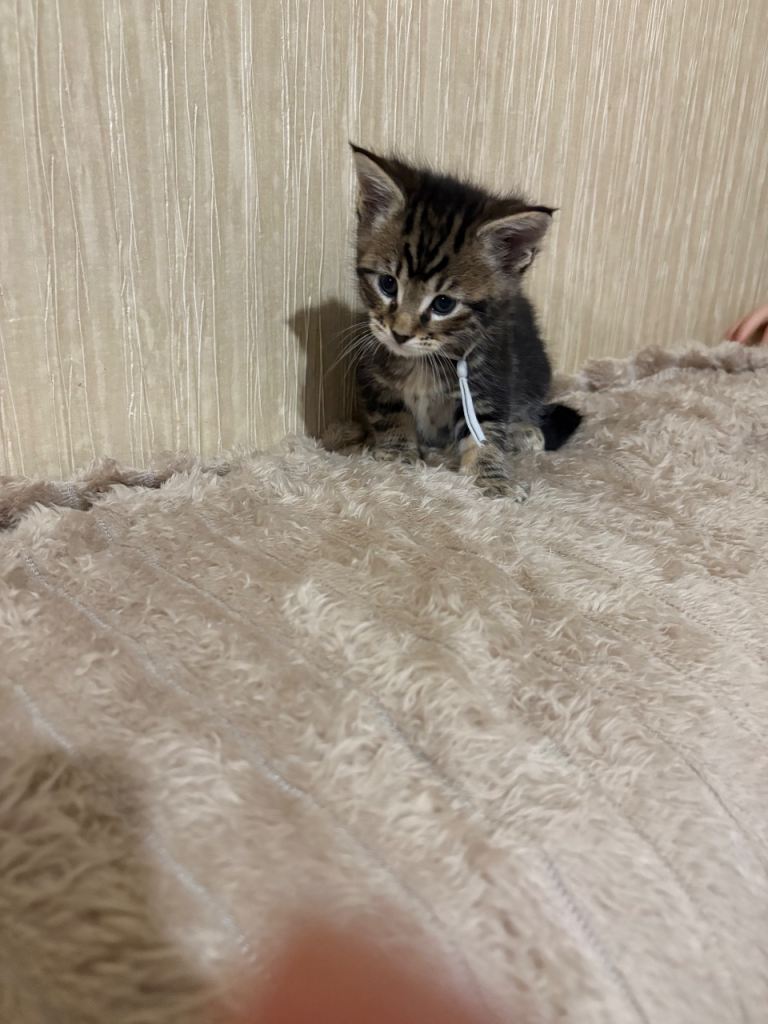 Maine Coon Kittens — Fluffy, Friendly, Ready Soon