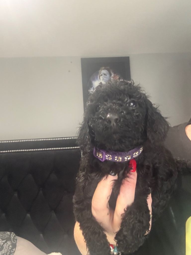 10 F1b cockapoos for sale 2 females left!