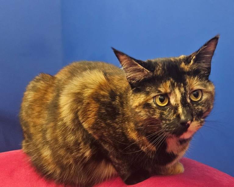 2.5 year old female cat looking for a loving home