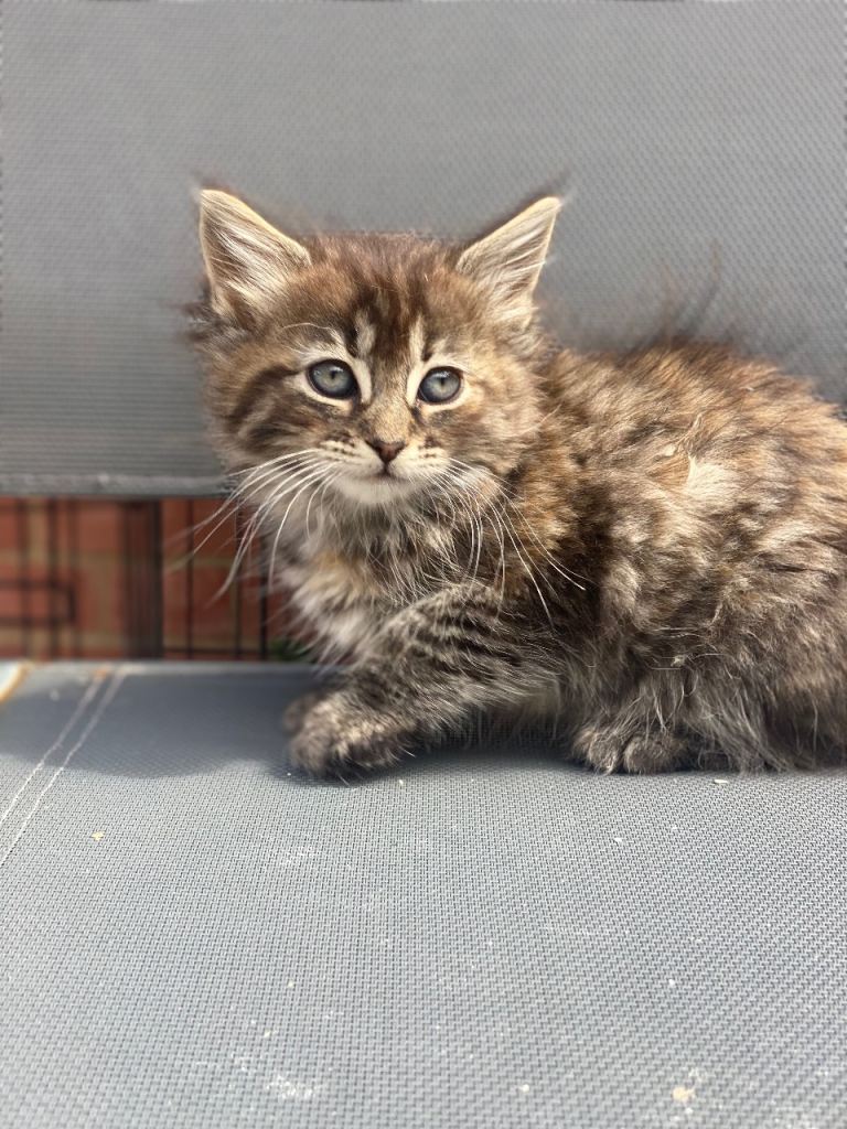 4 adorable little kittens looking for there forever home