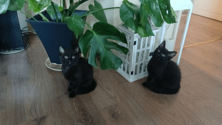 Black kittens