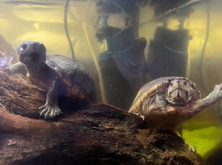 3 musk turtles plus tank for sale 