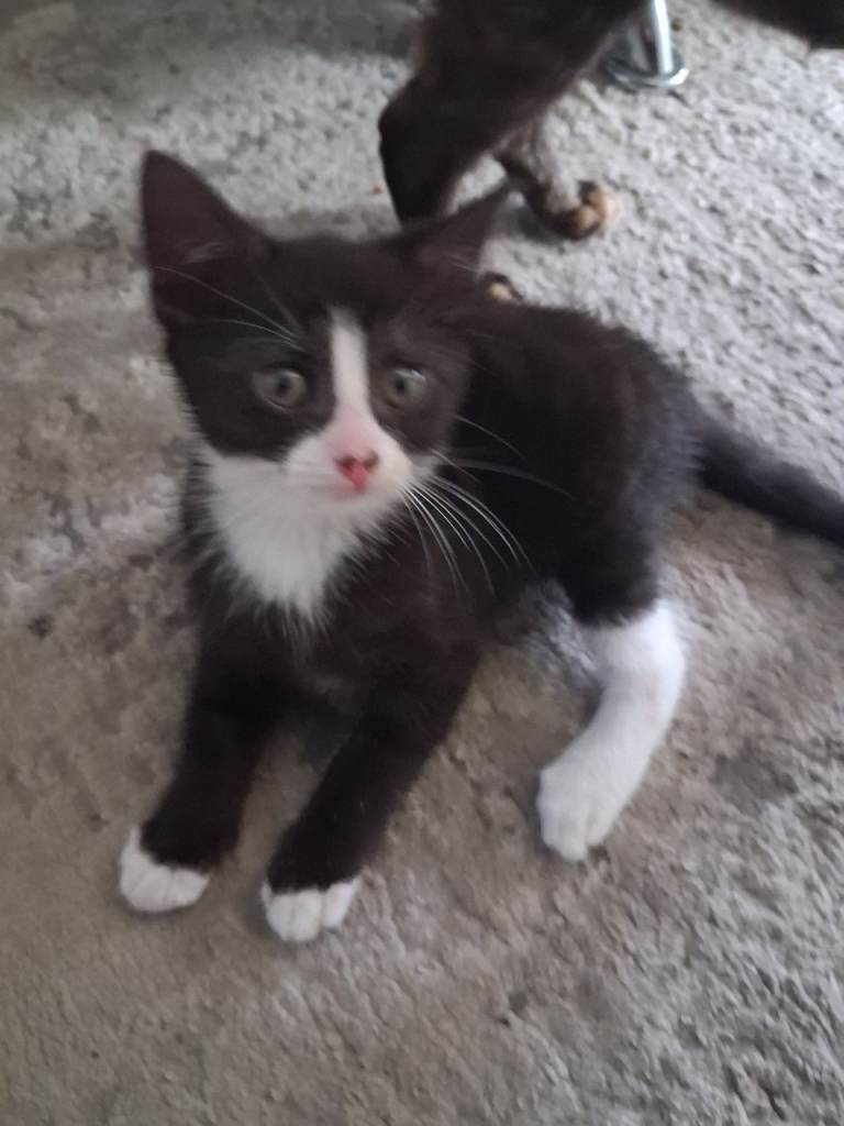 2 kittens left for sale 