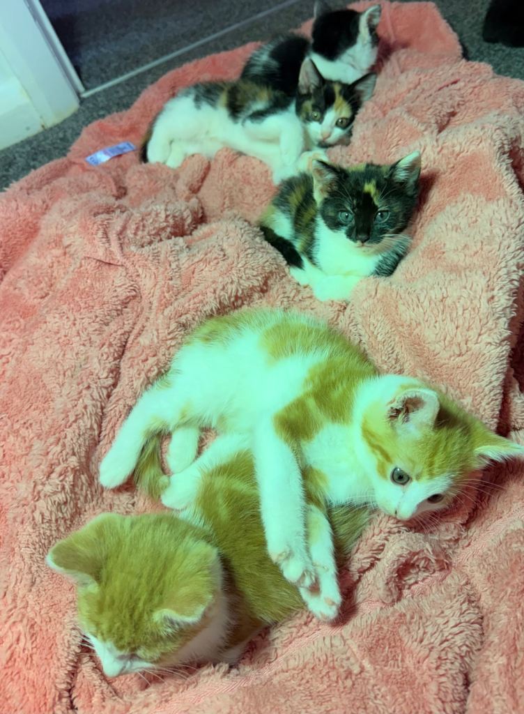 Mixed kittens 
