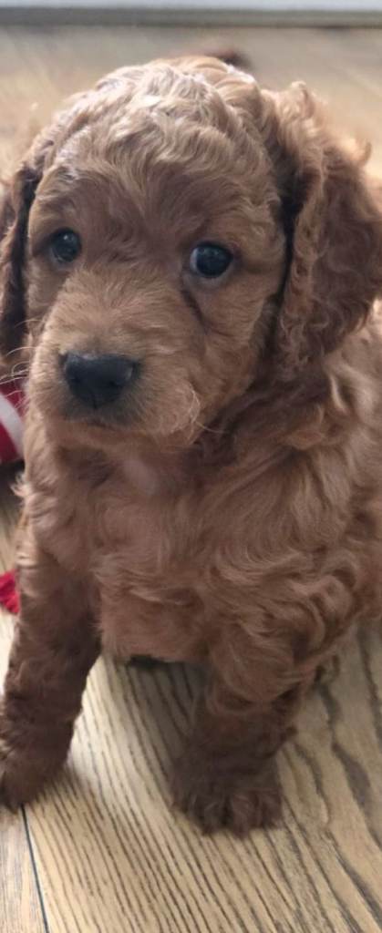 1 Boy Miniature F3 cockapoo 