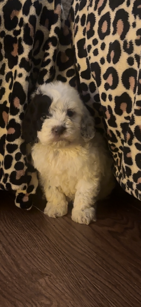 1 BOY LEFT Gorgeous f1b cockapoos 