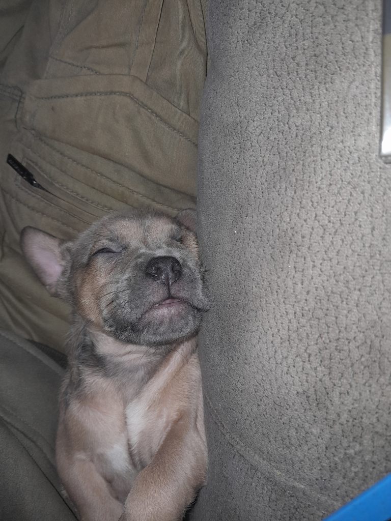 French bulldog x pups 