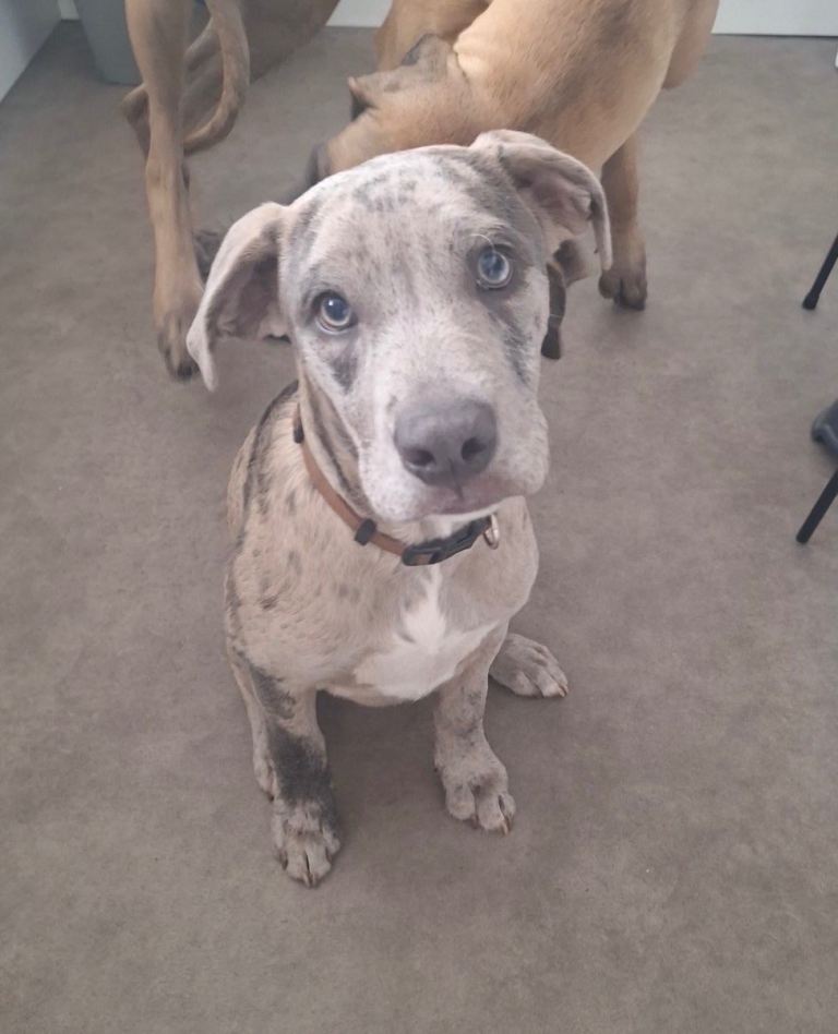 Moose looking for his forever home🤎