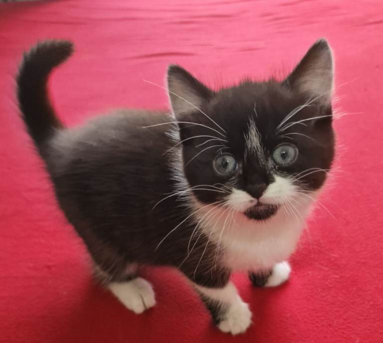 Playful Kitten 🐾