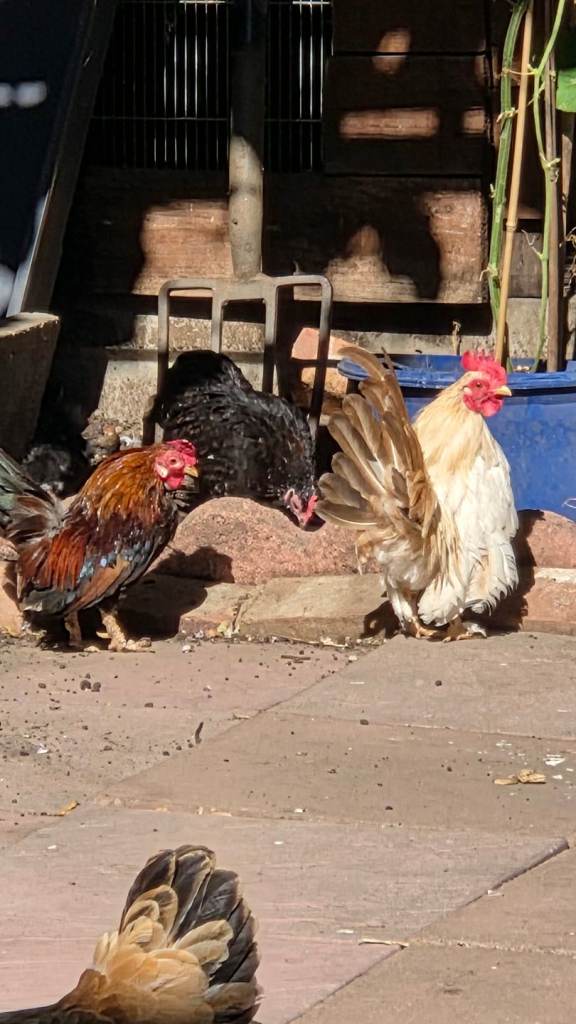 Serama han and Cockerell for sale 