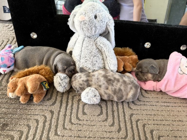 French bulldog puppies 