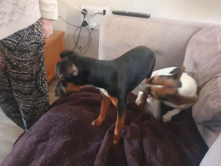 Manchester terrierx jack russell