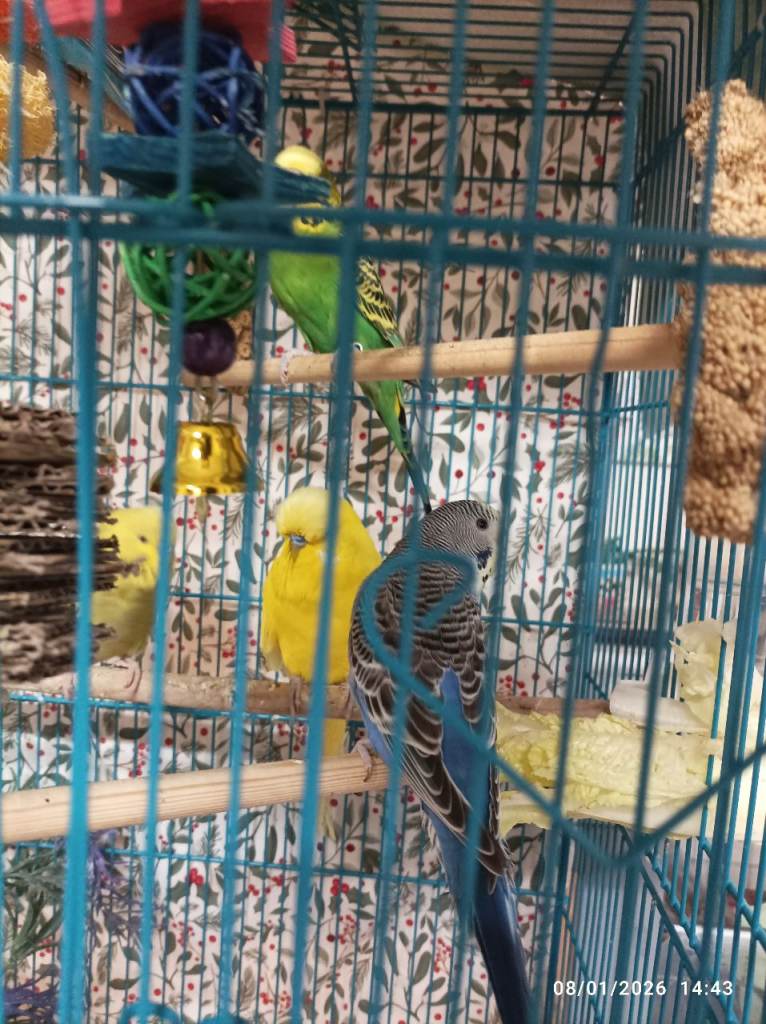Budgie Birds for sale - 2 x hens and one cock bird still available