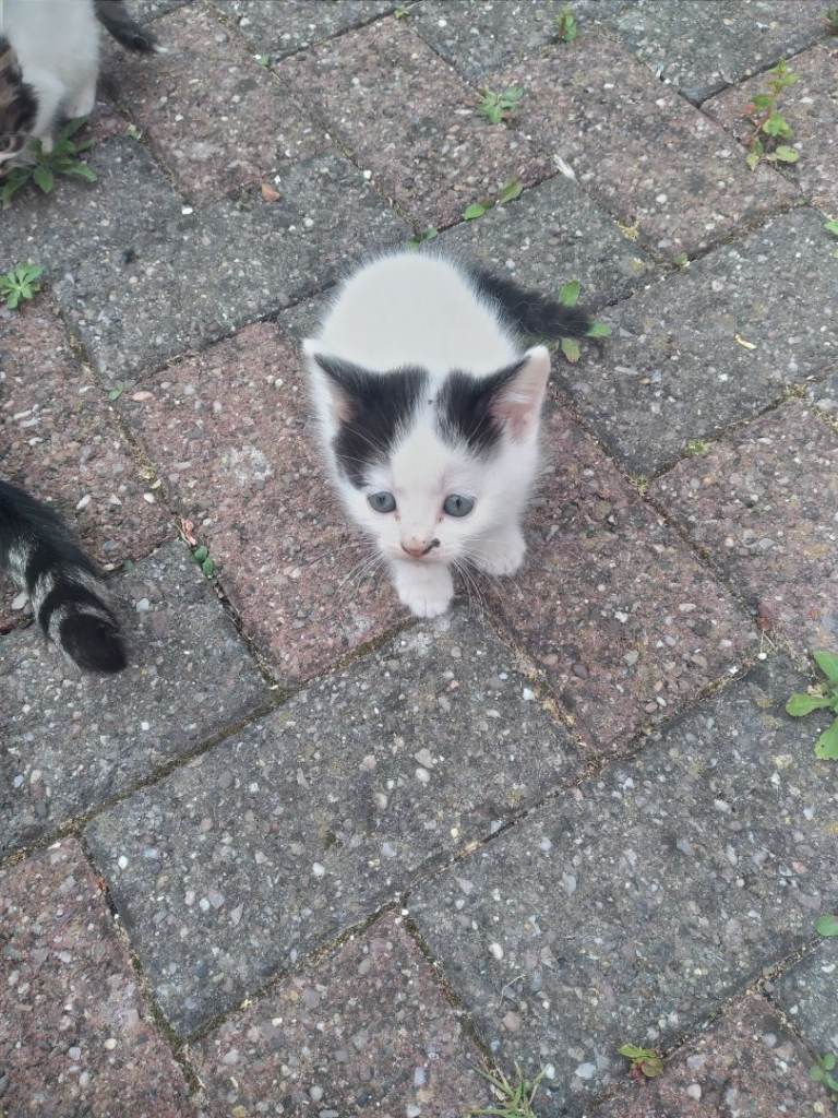 Kittens