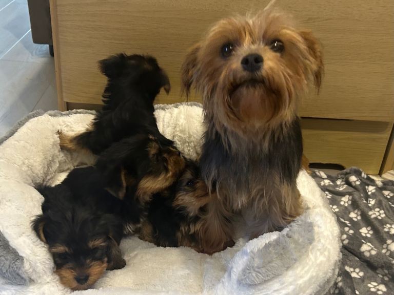 Yorkshire terrier 