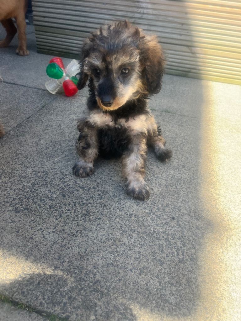 Super tiny toy poodles pra clear last girl ready now