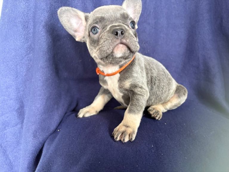 5 beautiful French bulldog pups