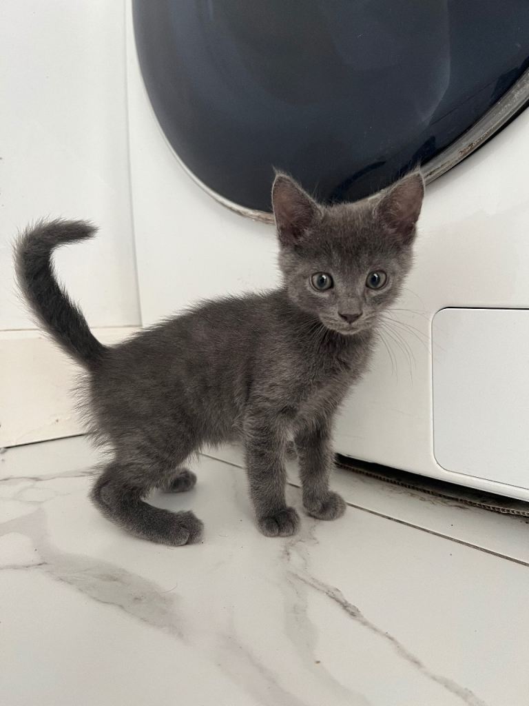 Stunning Russian Blue Kitten