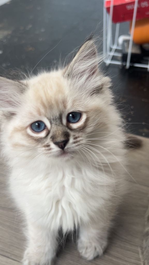 Stunning Pure Radgol kittens 