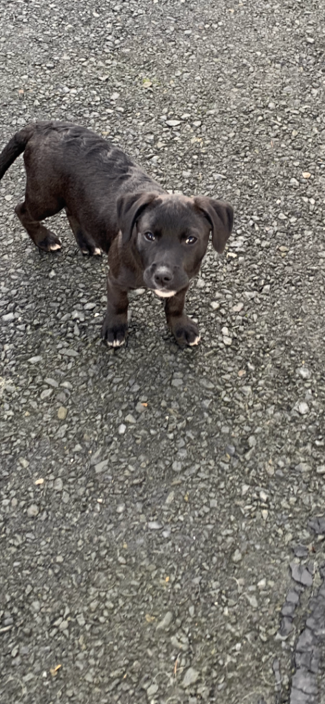 Staffordshire bull terrier x lab pups