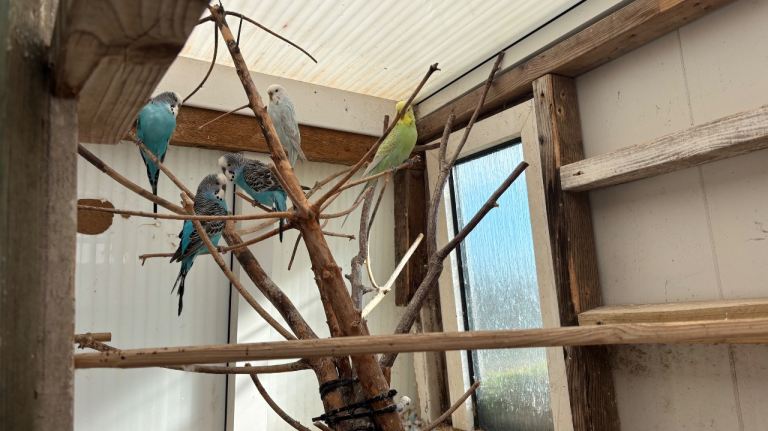 Budgies for sale 