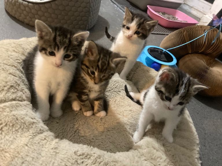 Adorable Kittens 8 week old looking for loving home