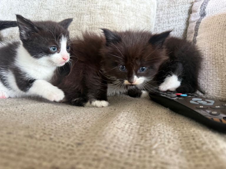 Mixed Kittens 