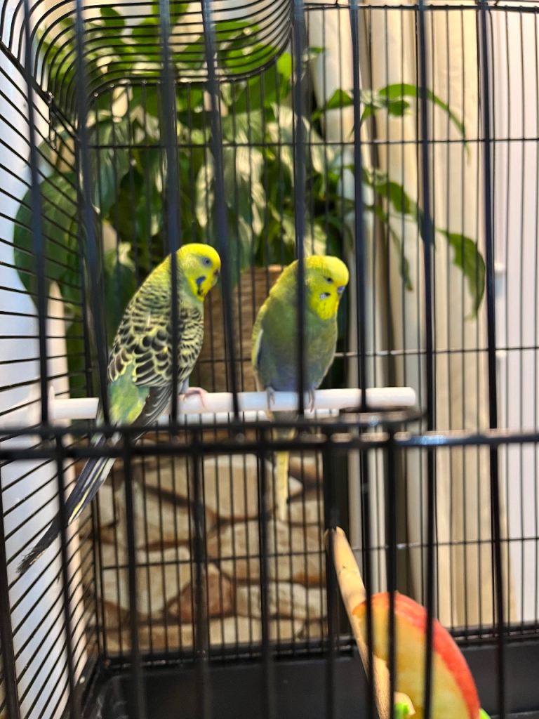Pair budgies male & female 