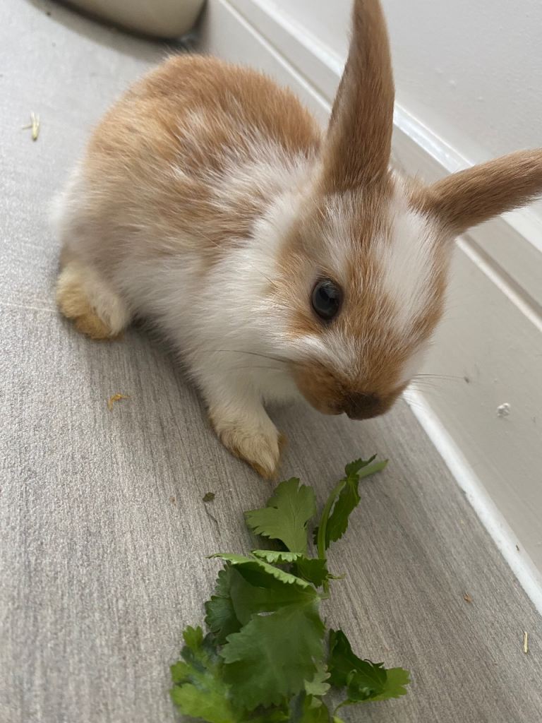 Baby rex rabbits 