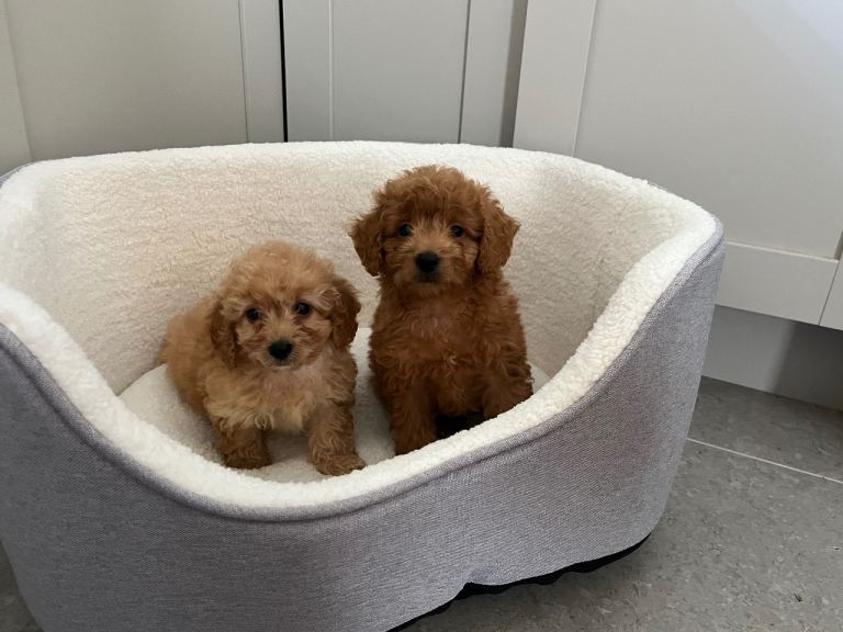 Cavapoo puppies